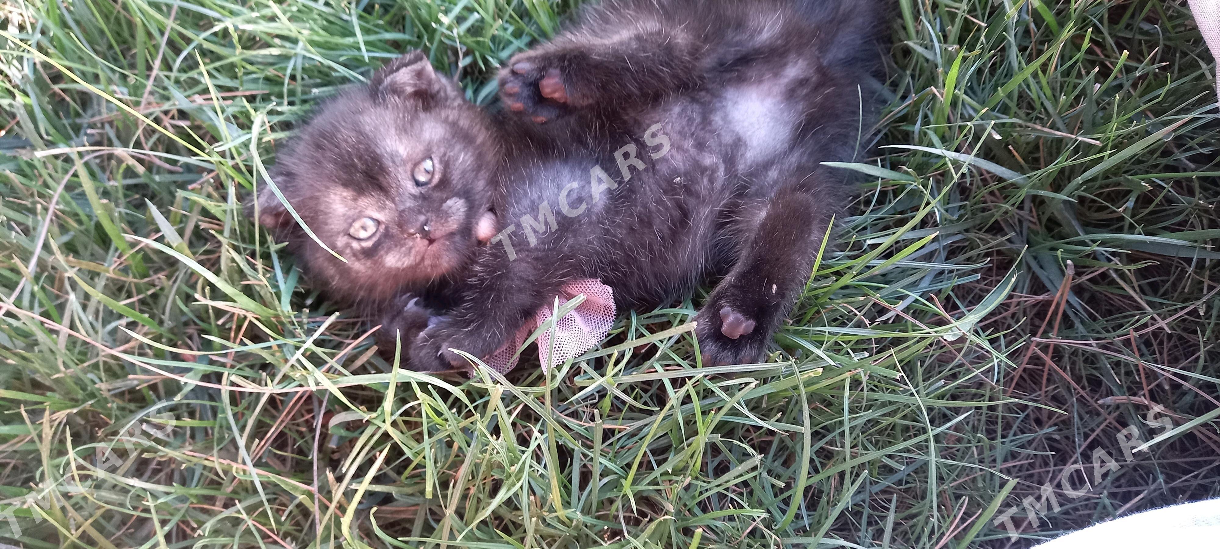 Кошки, котята породистые - Türkmenabat - img 3