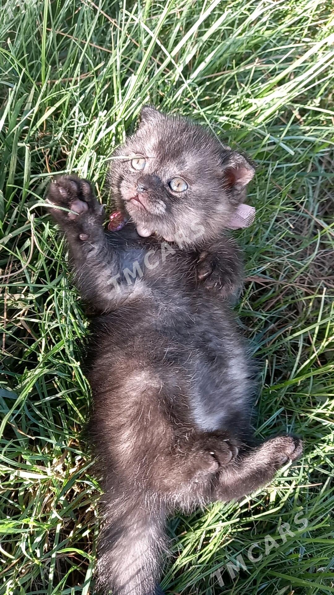 Кошки, котята породистые - Türkmenabat - img 2