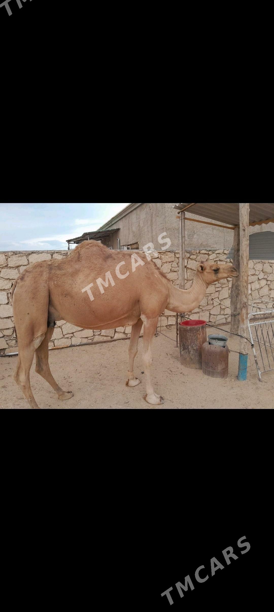 Köṣekli düýe - Türkmenbaşy - img 3