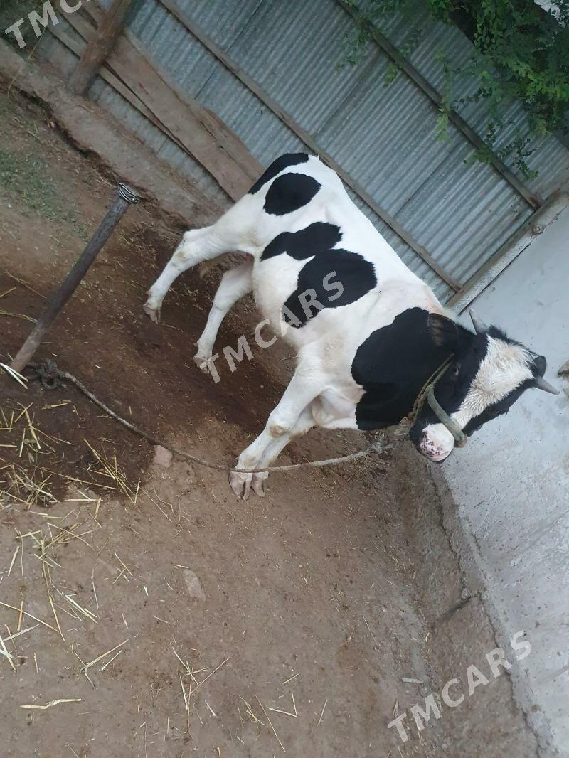galişdeyin okiz - Köneürgenç - img 1