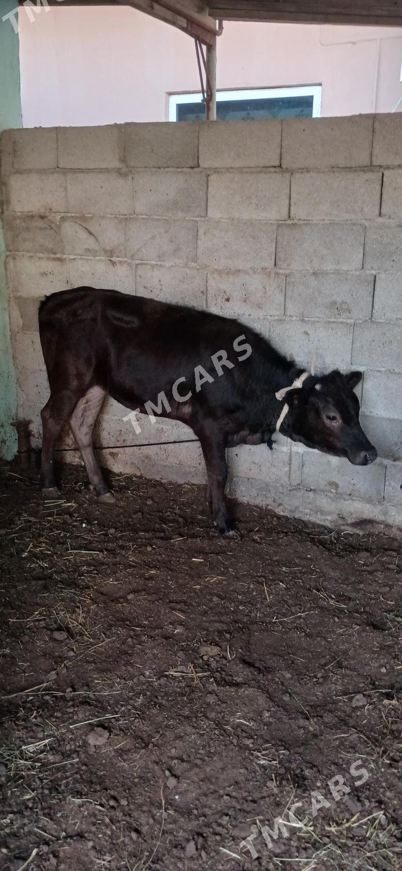 ŞWES. ÖKÜZ  TÜWE - Çoganly - img 2
