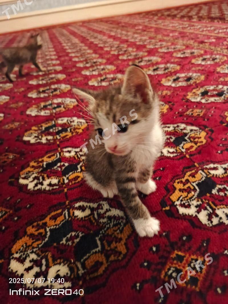 pisikler - Daşoguz - img 1