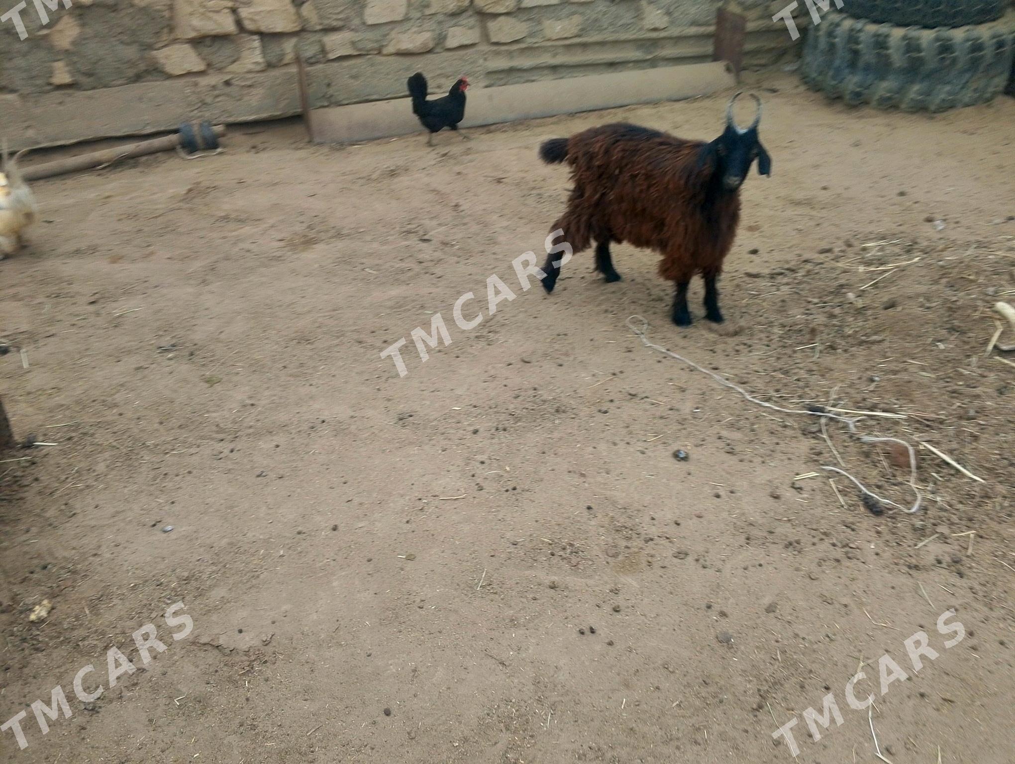 çebiş - Esenguly - img 1