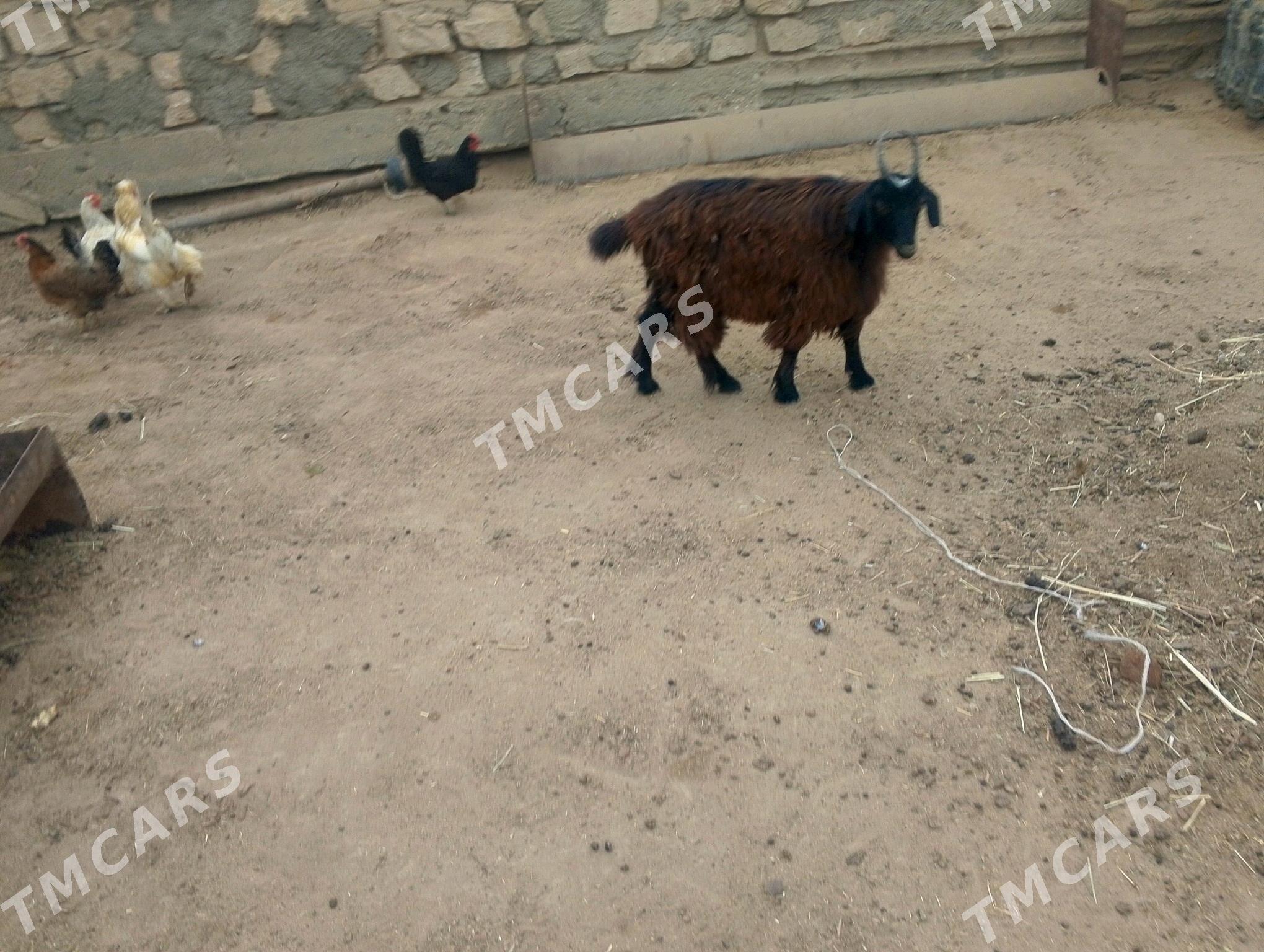 çebiş - Esenguly - img 2