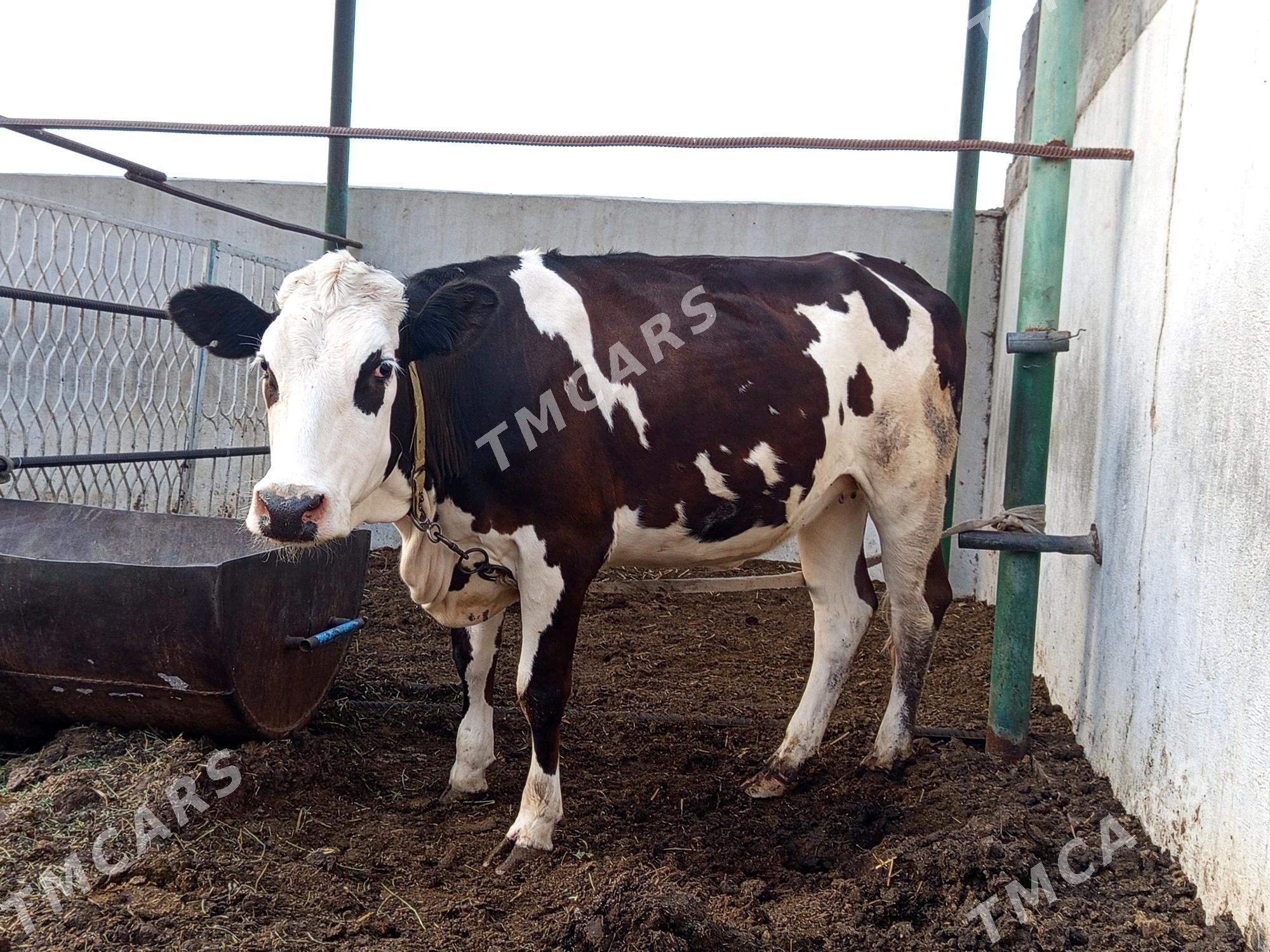 GARALA GALIŞDEÝN BOGAZ TÜWE - Гёкдепе - img 4