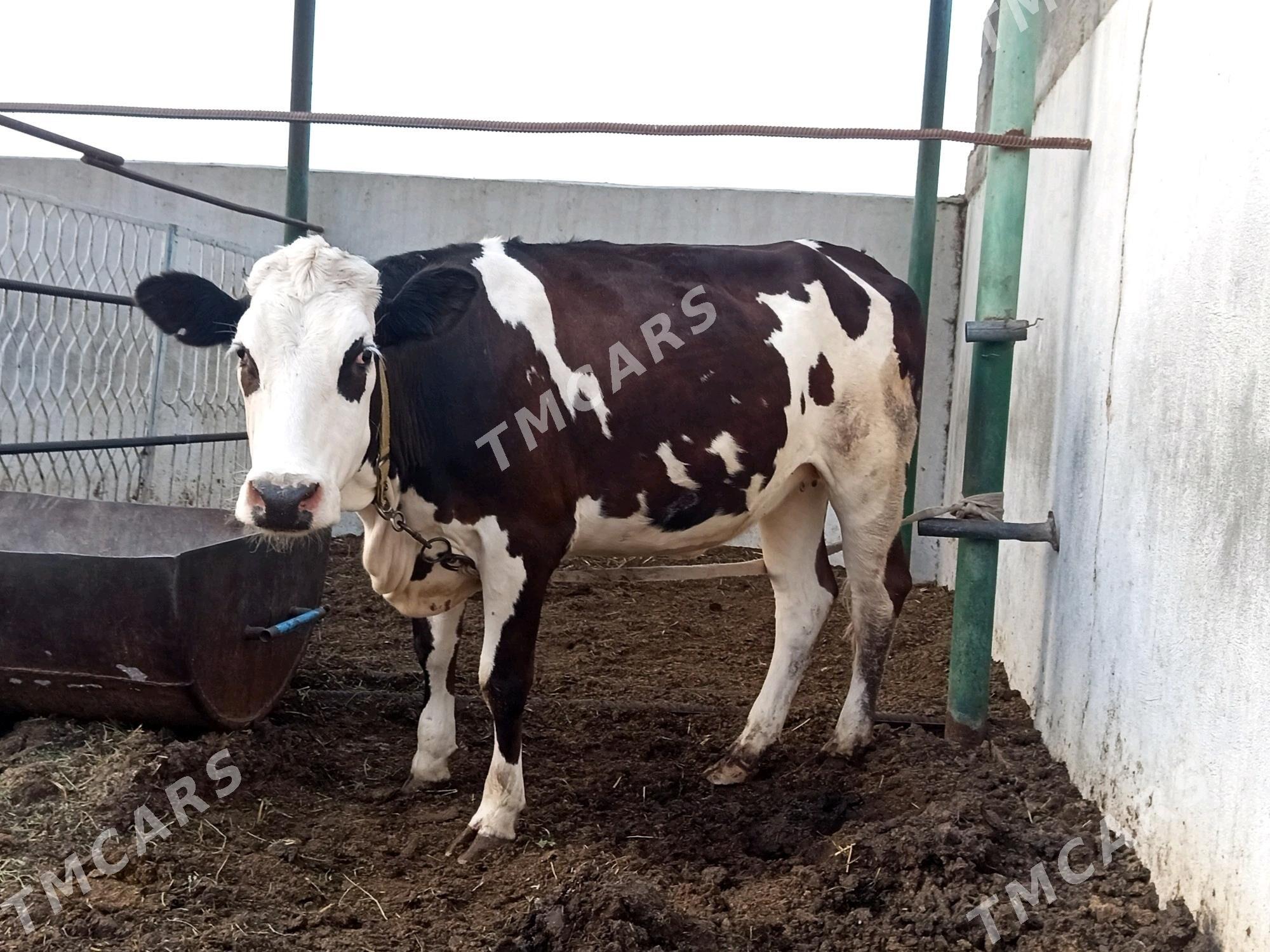GARALA GALIŞDEÝN BOGAZ TÜWE - Гёкдепе - img 5