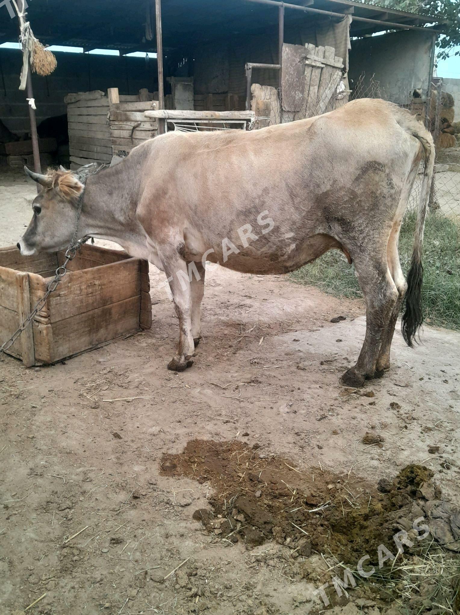 gysyr sygyr - Bäherden - img 1