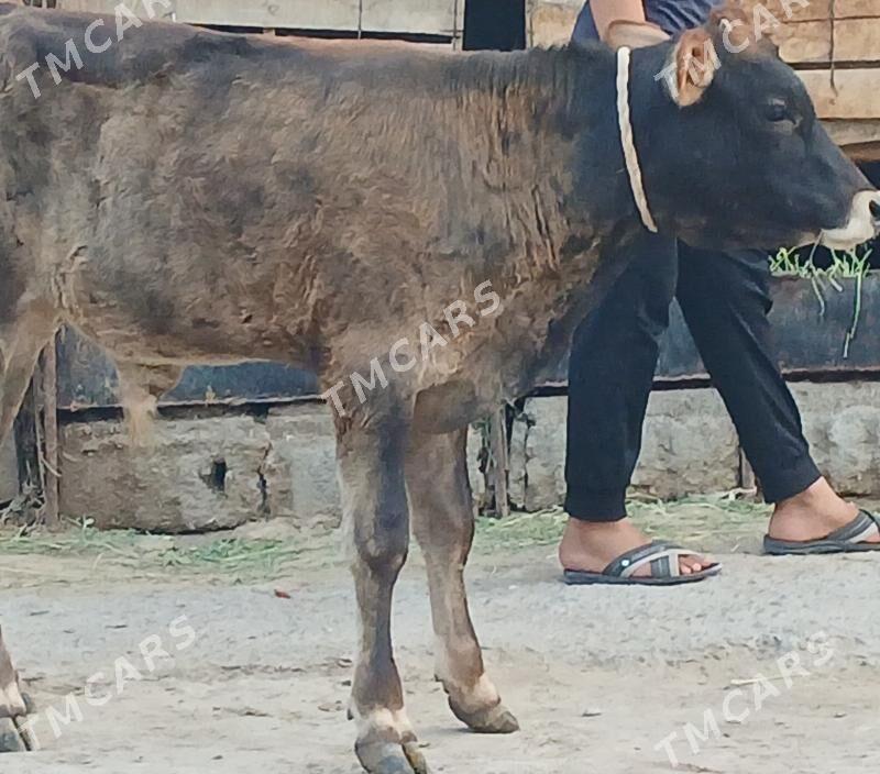 Öküz - Büzmeýin - img 1