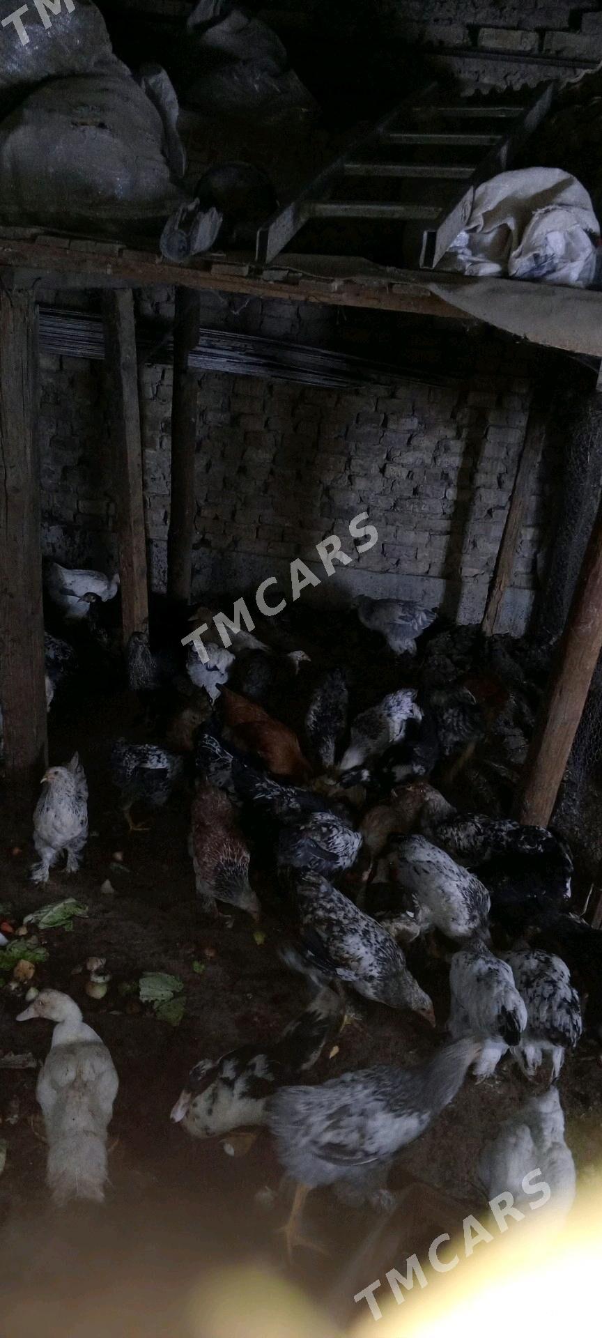 towuk juje - Ak bugdaý etraby - img 2