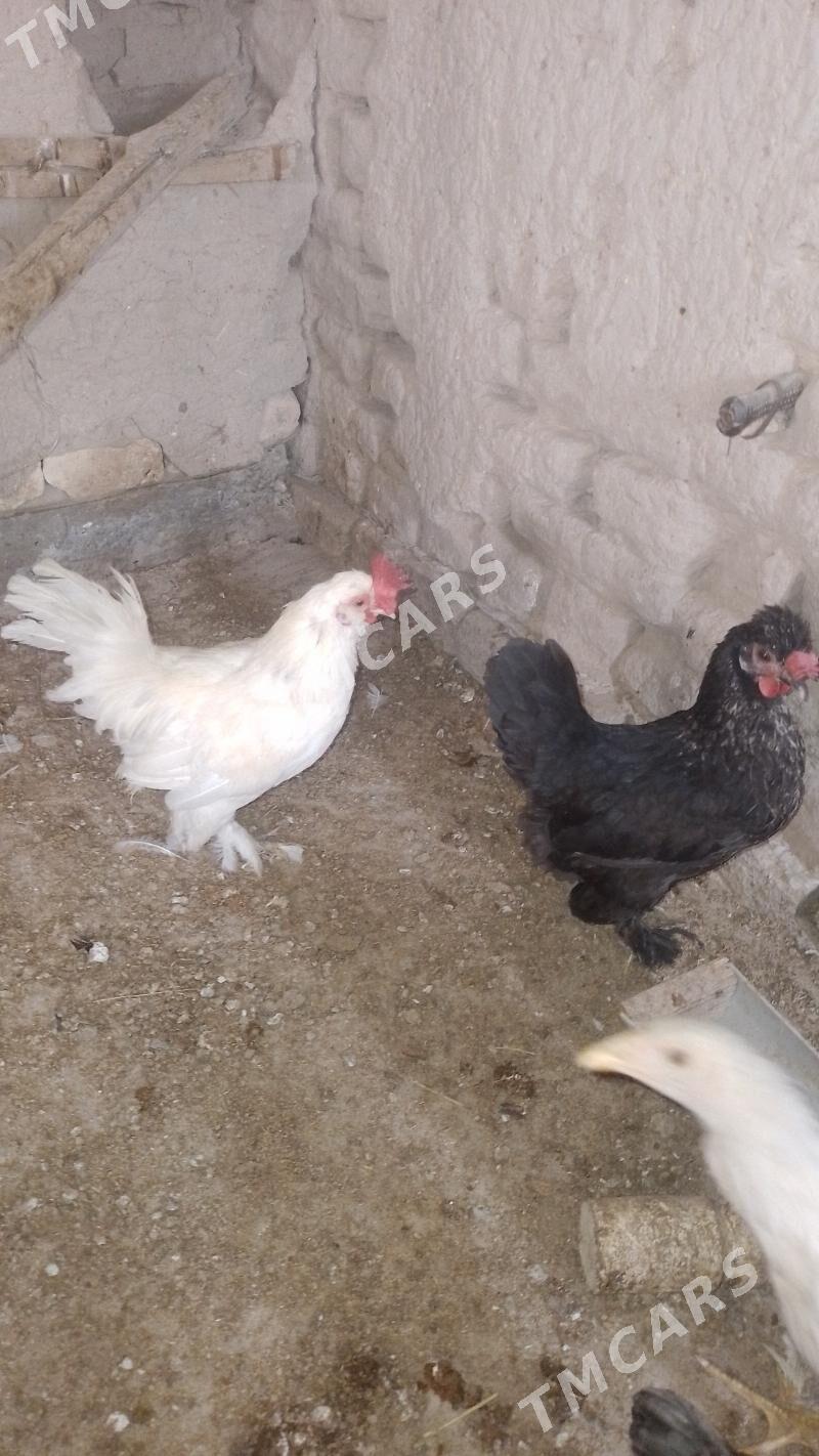 karlik - Daşoguz - img 2
