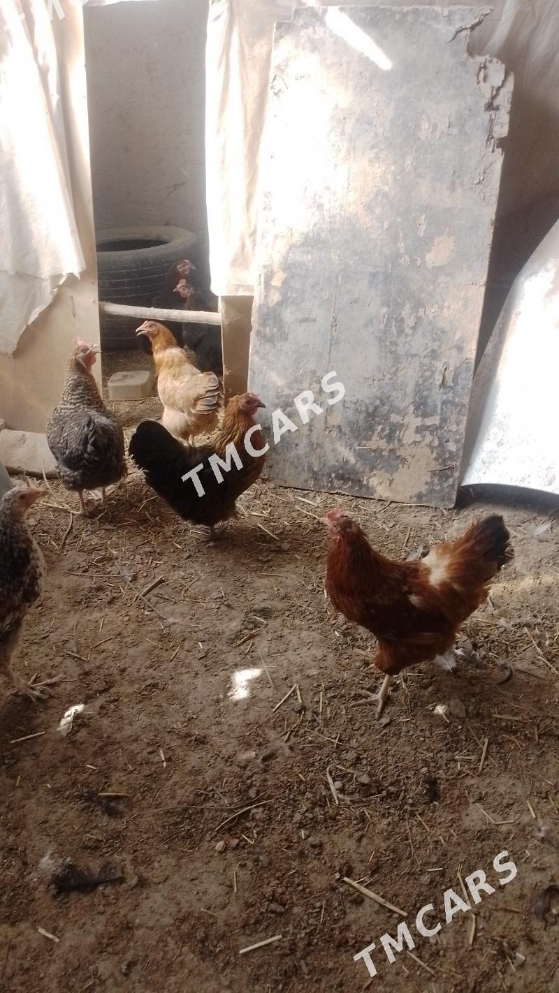 Towuk - Daşoguz - img 1