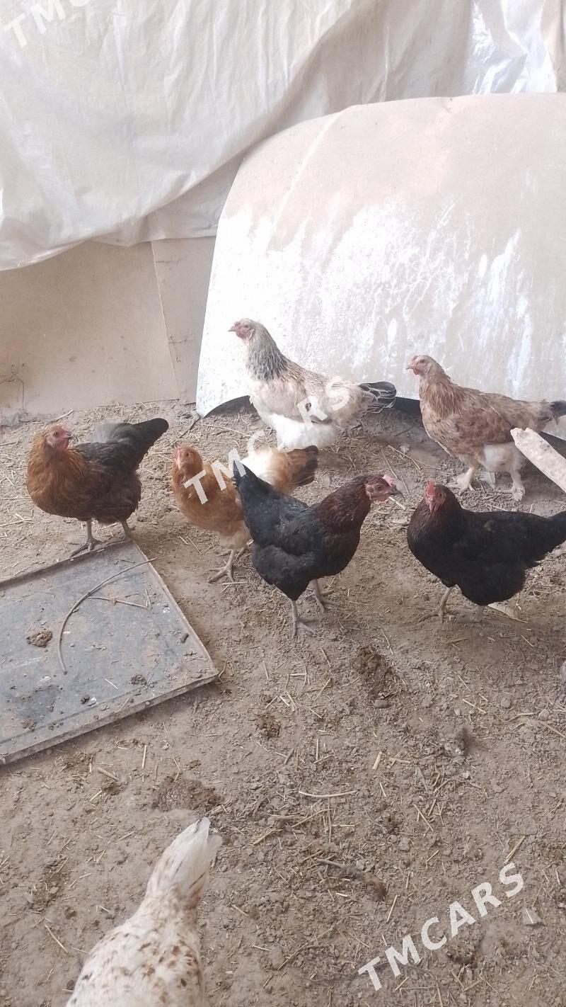 Towuk - Daşoguz - img 2