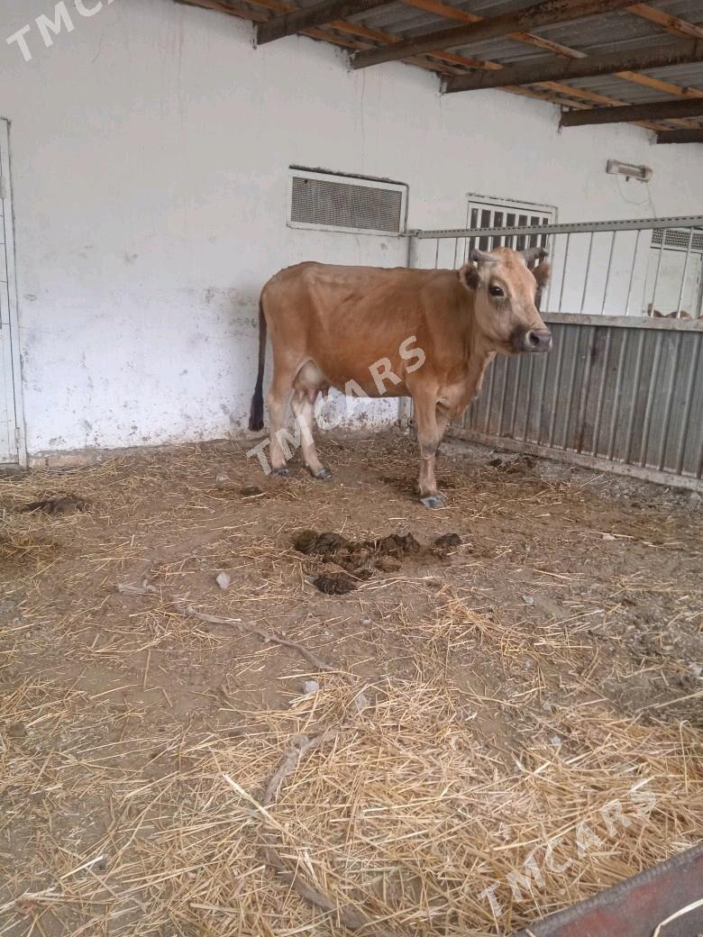 goleli sygyr - Bereket - img 1