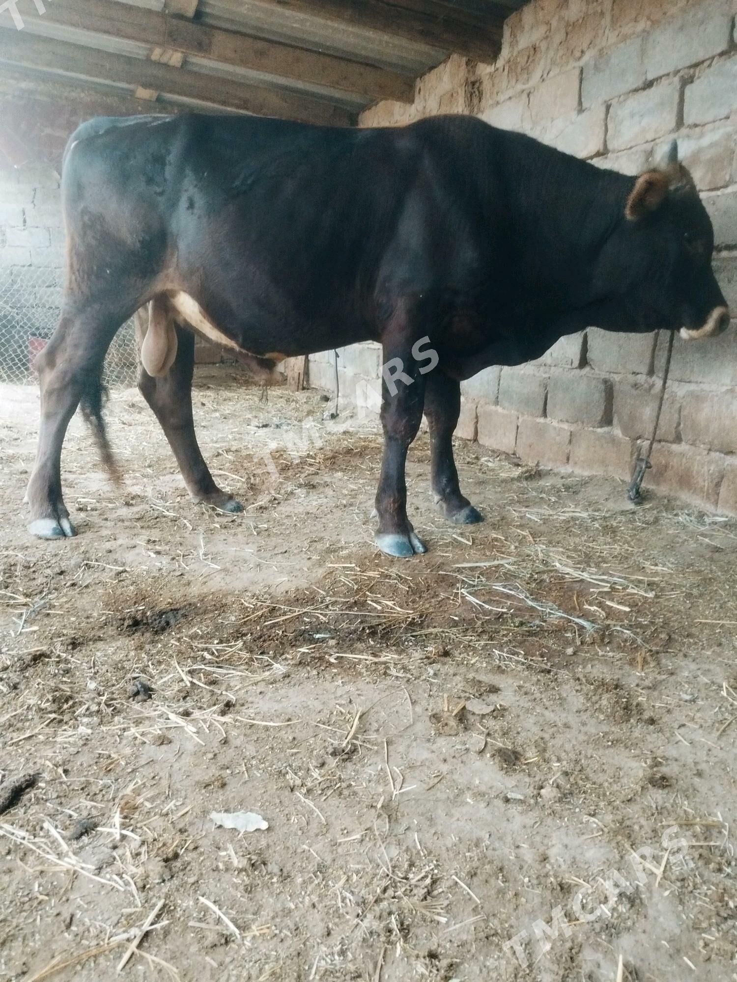 Öküz - Gökdepe - img 2