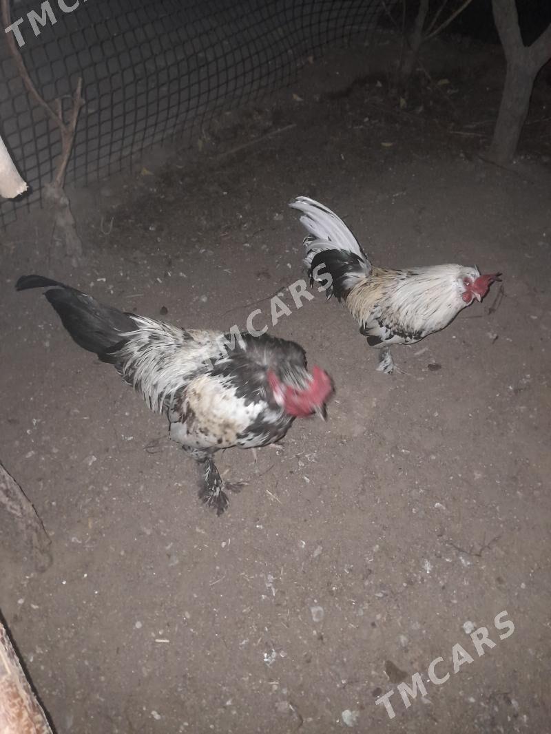 karlik horaz - Aşgabat - img 8