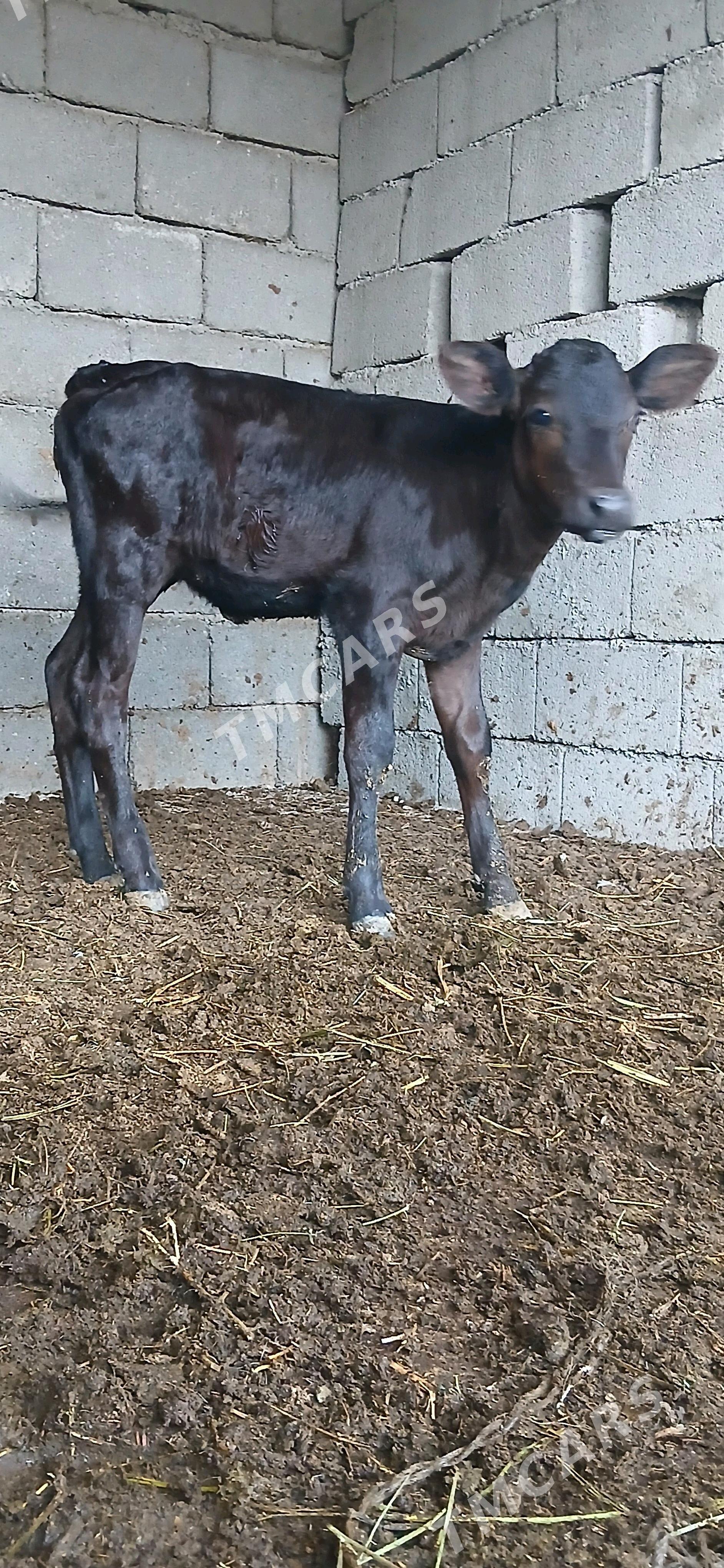 göleli sygyr - Änew - img 2