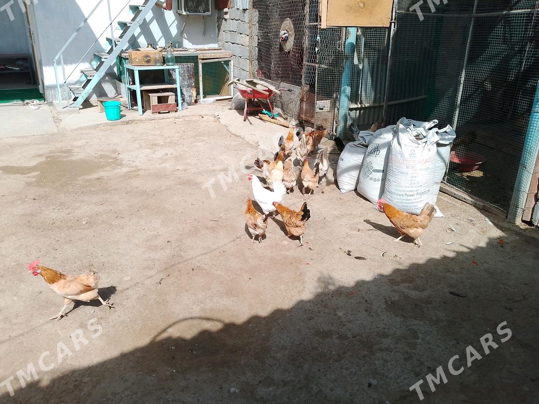 towuklar - Гёкдепе - img 1