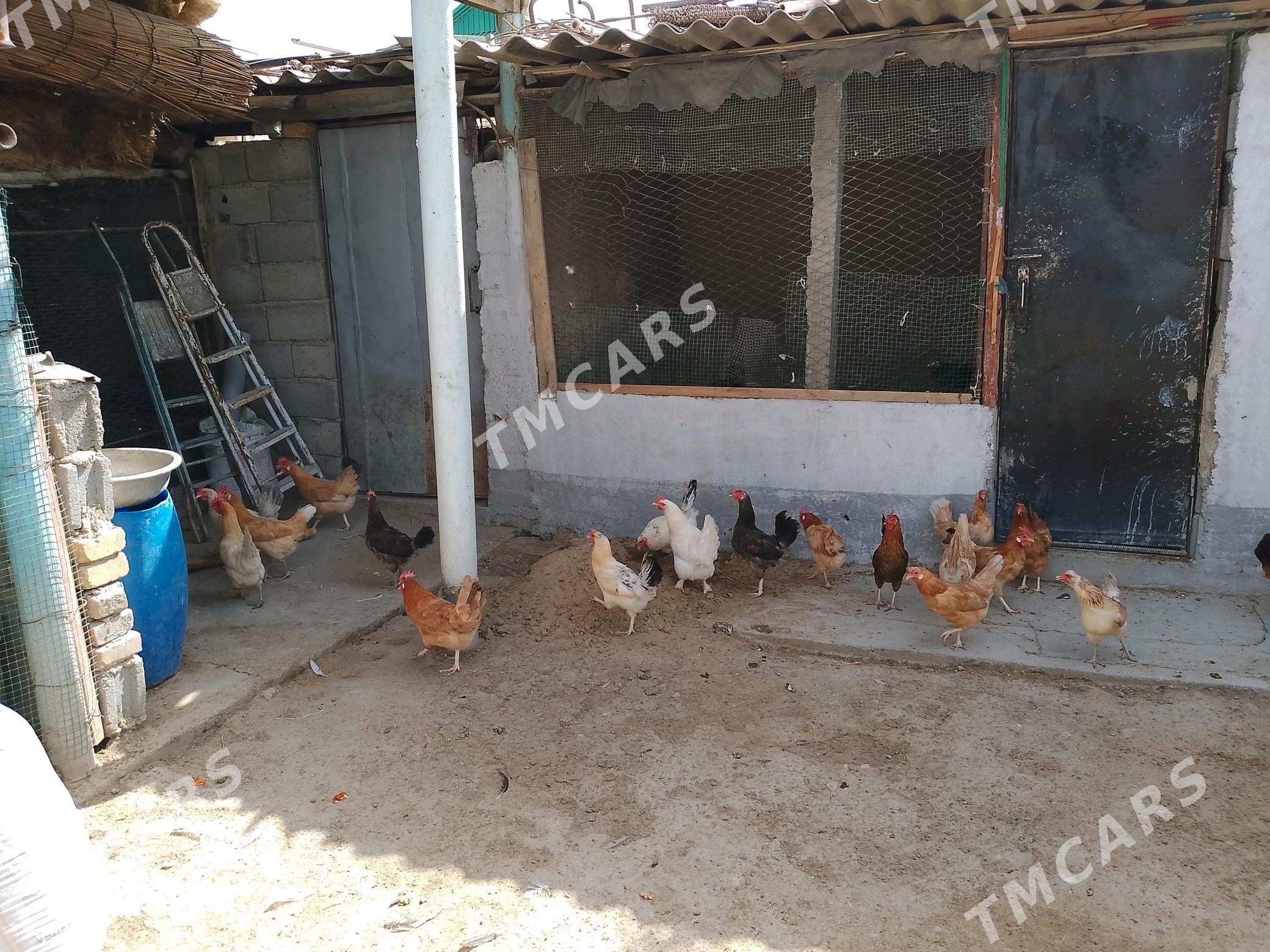 towuklar - Гёкдепе - img 2