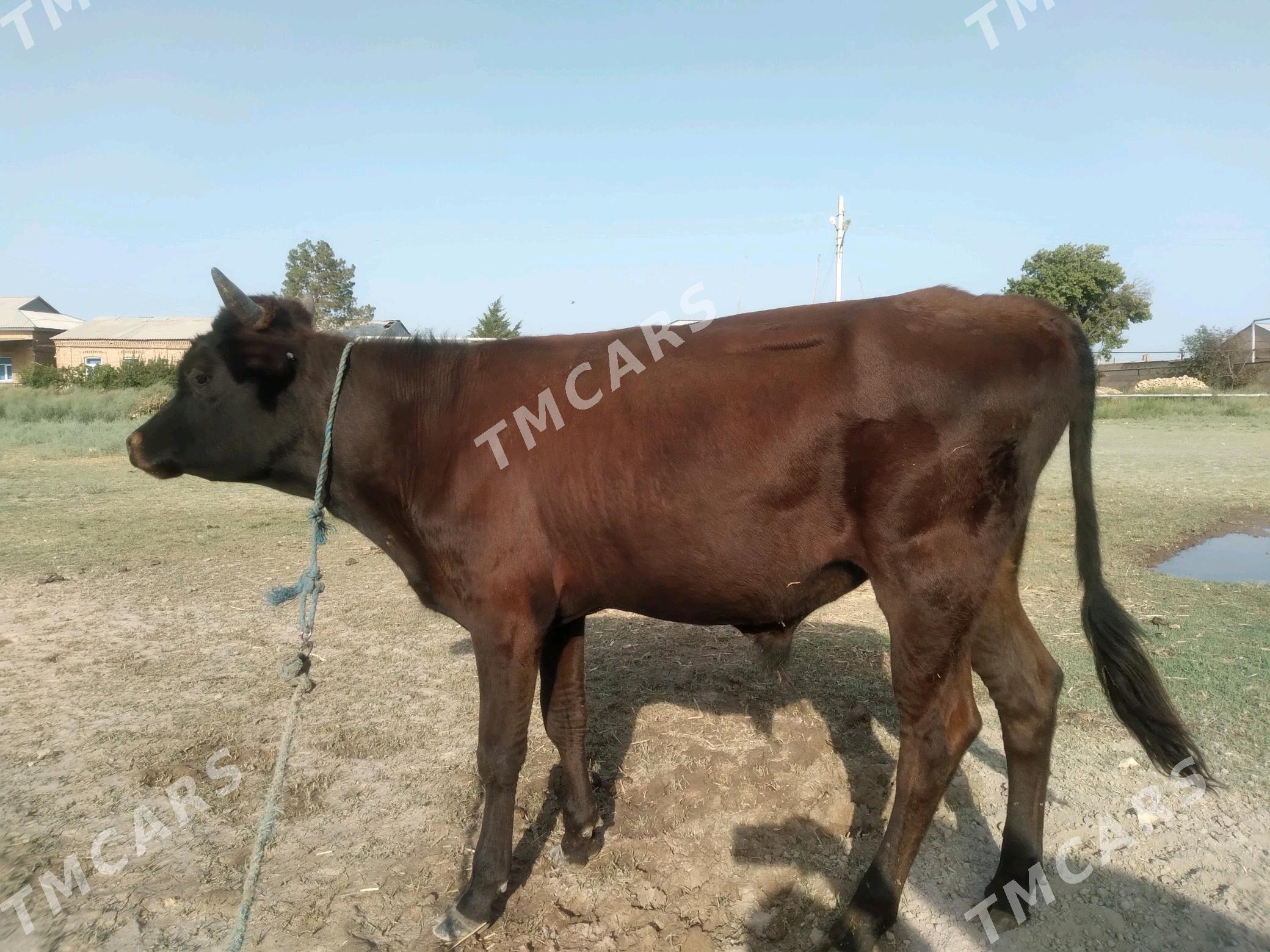 öküz baklyk öküz - Çärjew - img 1