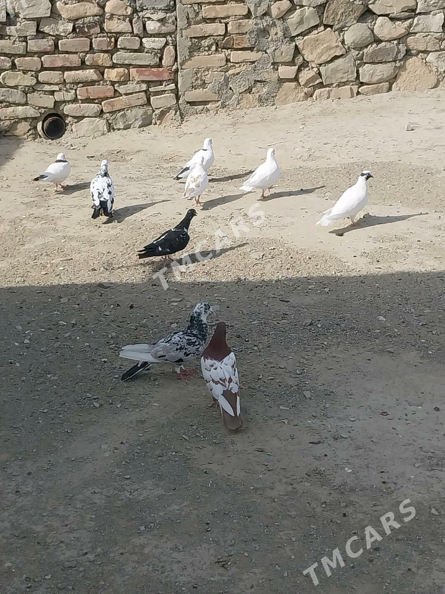 kepderi - Gyzylarbat - img 2