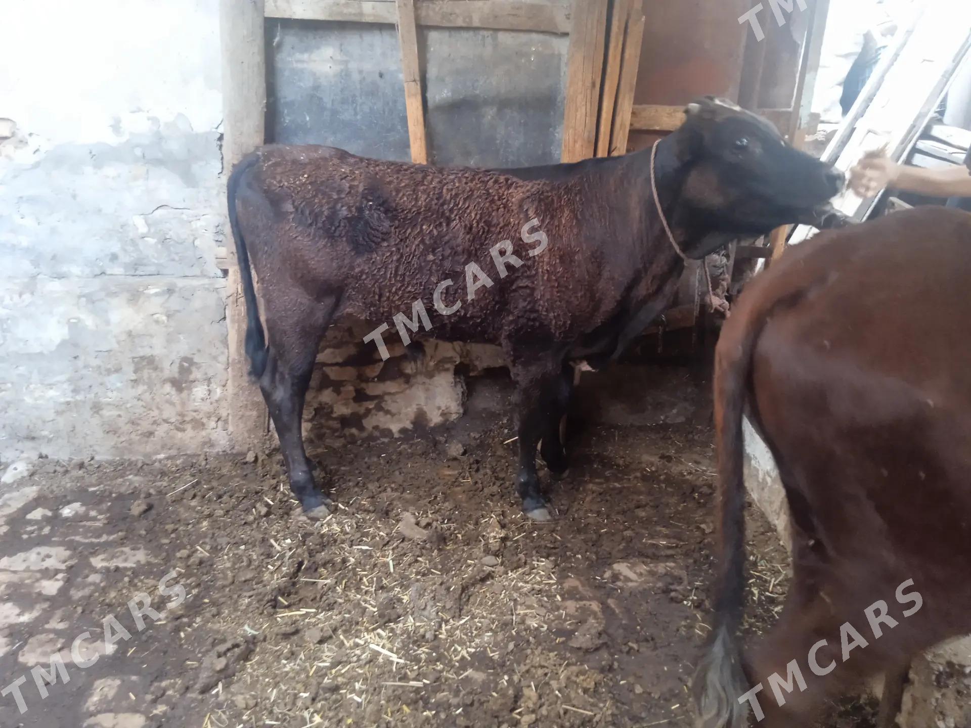 4 sany öküz - Türkmenabat - img 2