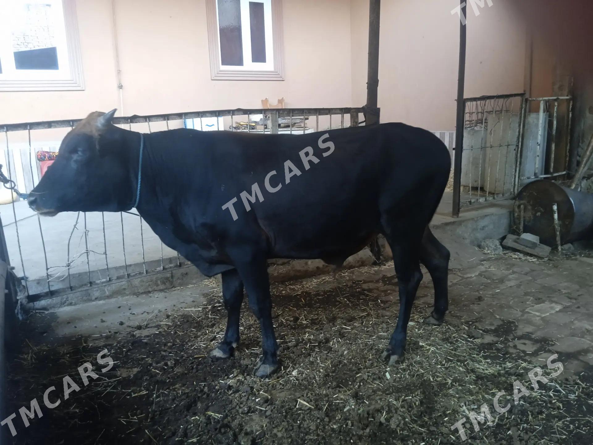 4 sany öküz - Türkmenabat - img 1