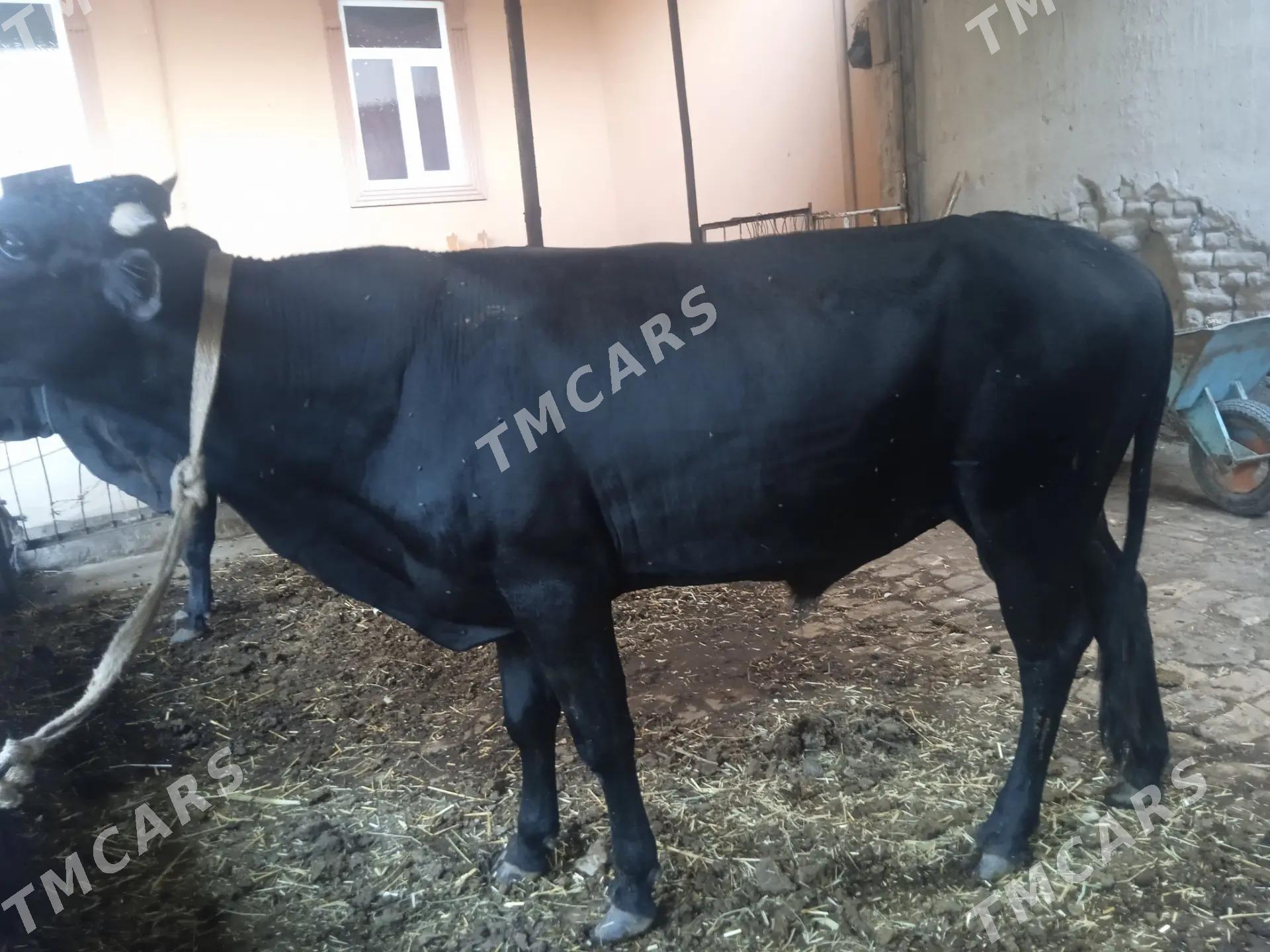 4 sany öküz - Türkmenabat - img 4