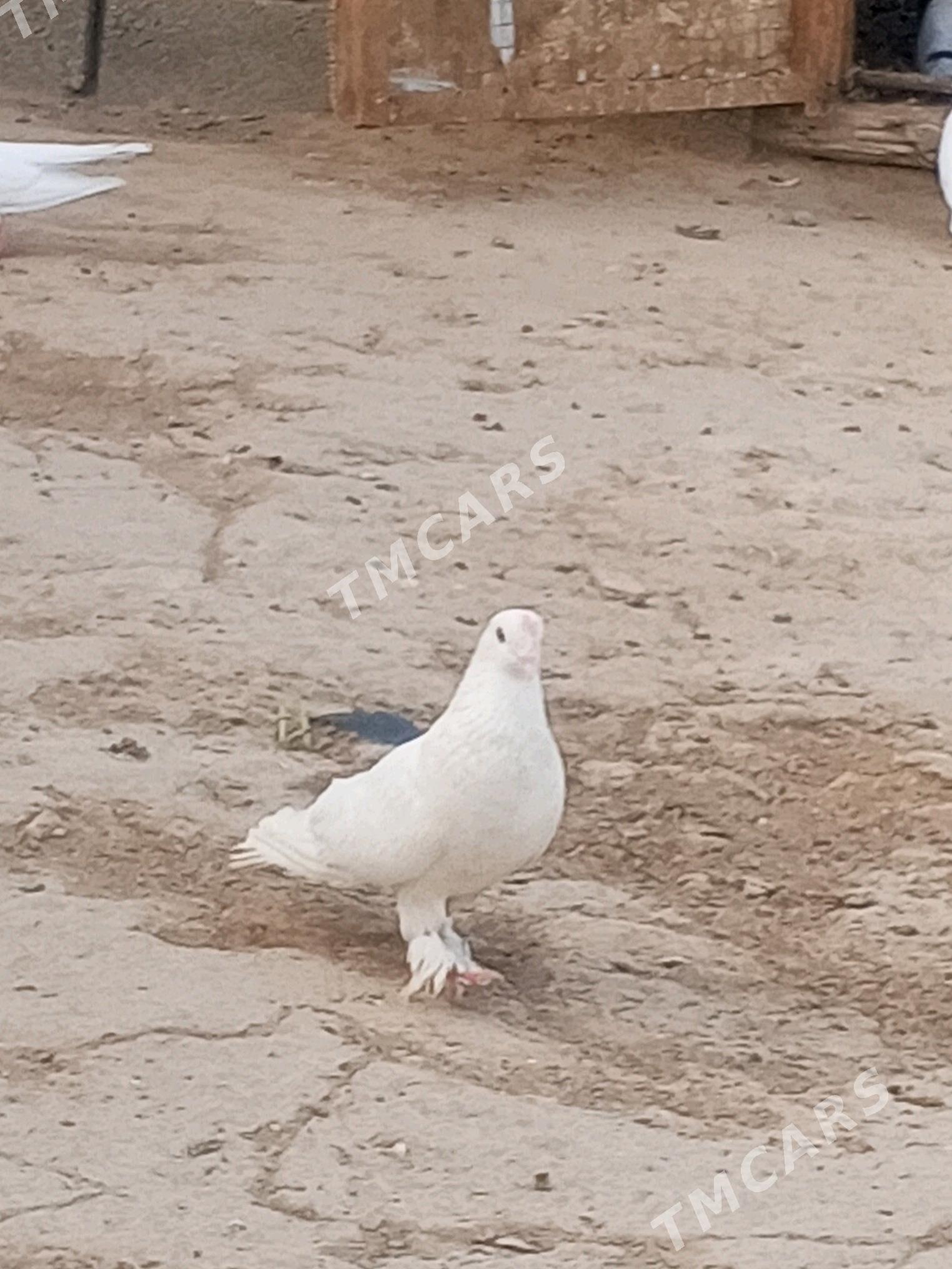 kepderi - Gypjak - img 1