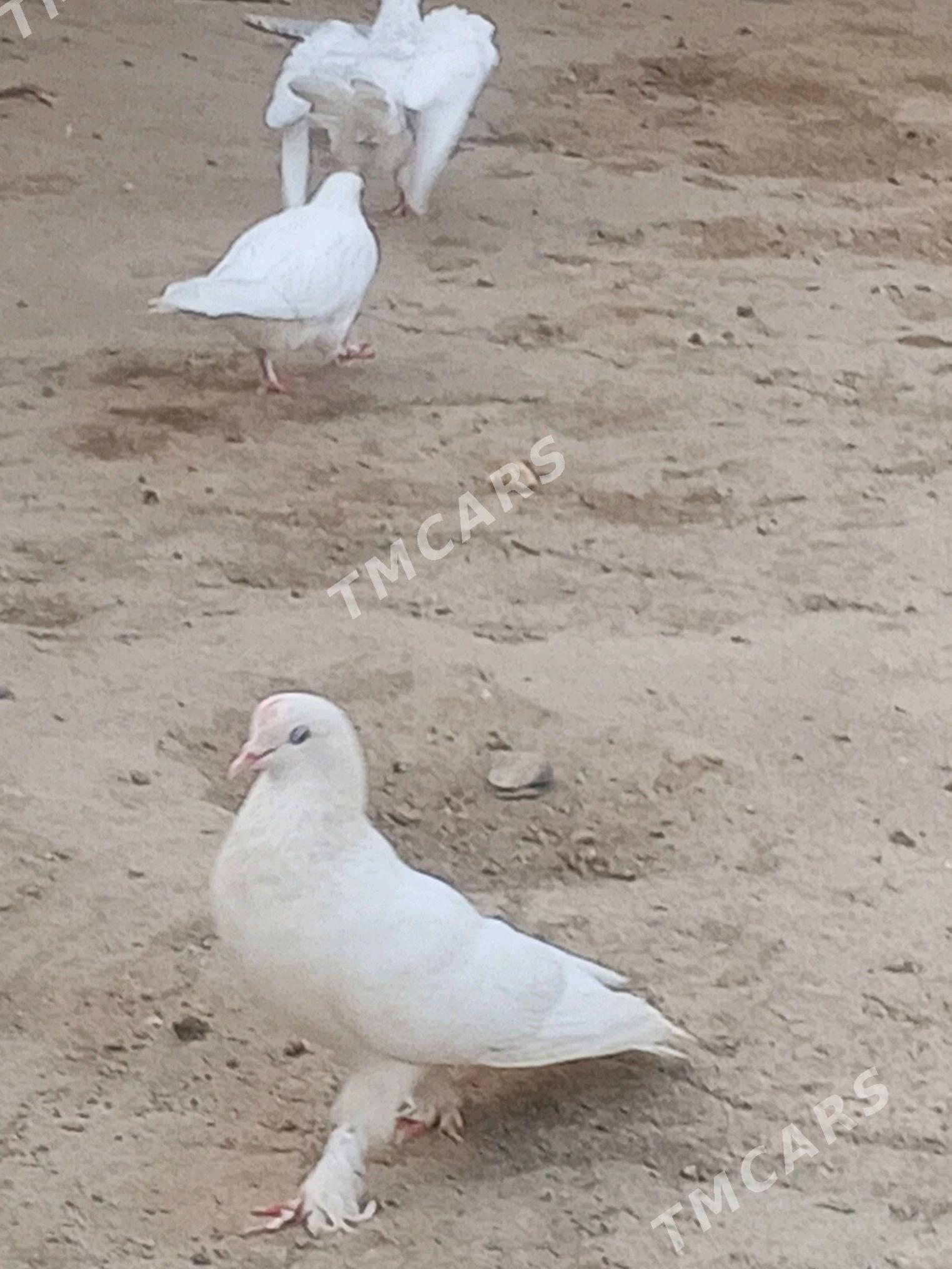 kepderi - Gypjak - img 2