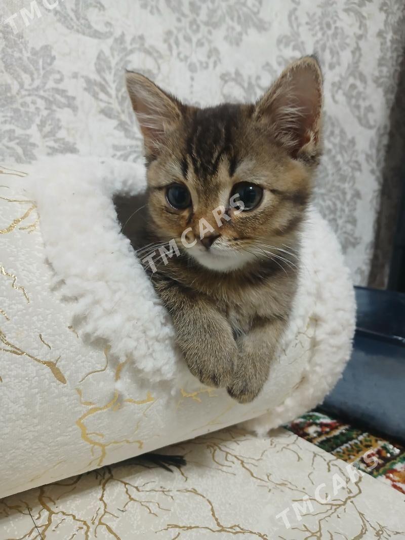 шотландский кот - Мир 8 - img 2