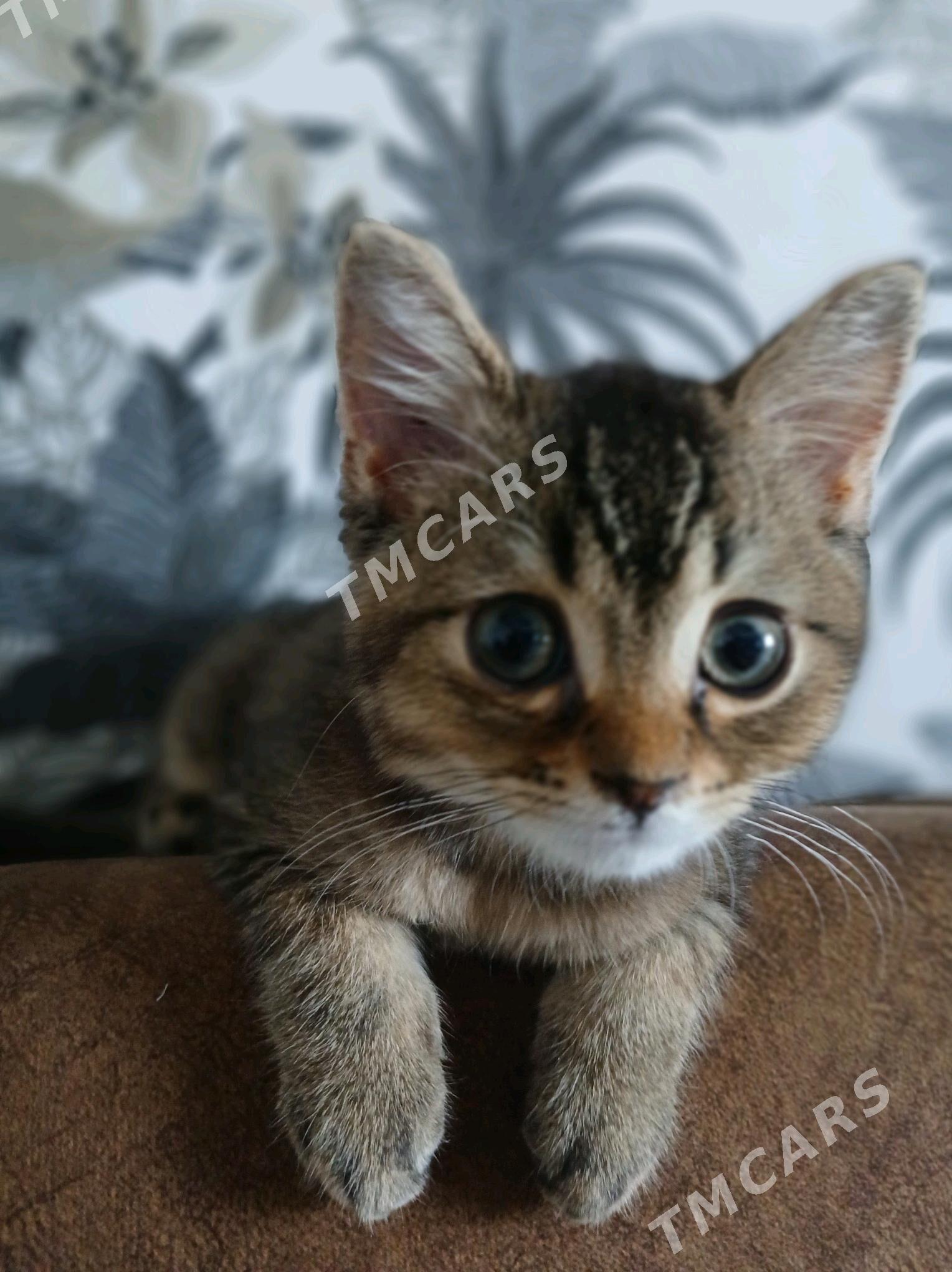 шотландский кот - Мир 8 - img 4