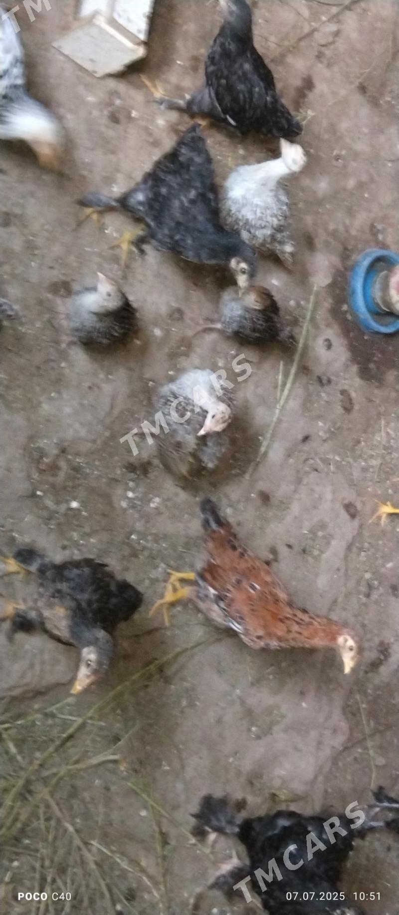 induk juje - Şabat etr. - img 1
