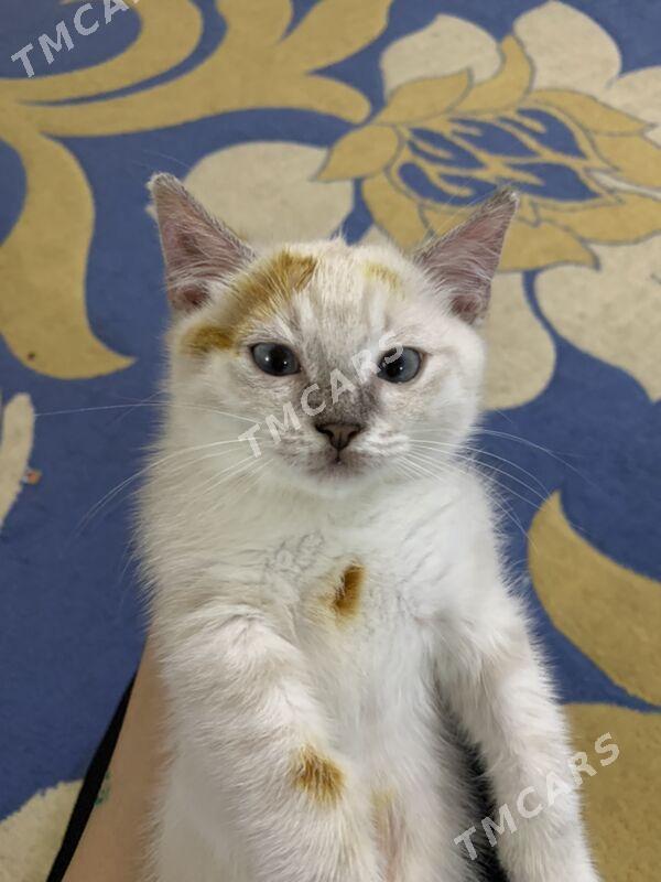 котенок - Ашхабад - img 2