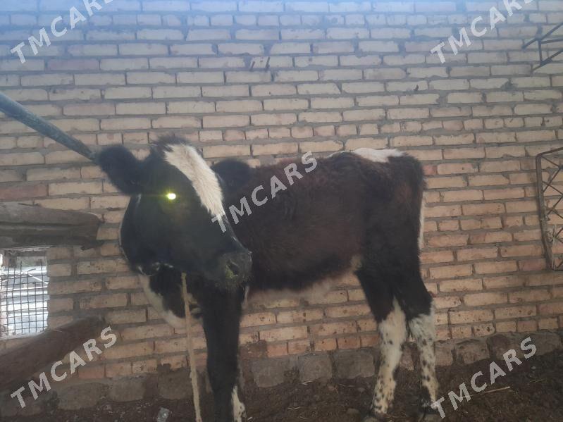unajyn - Çärjew - img 2