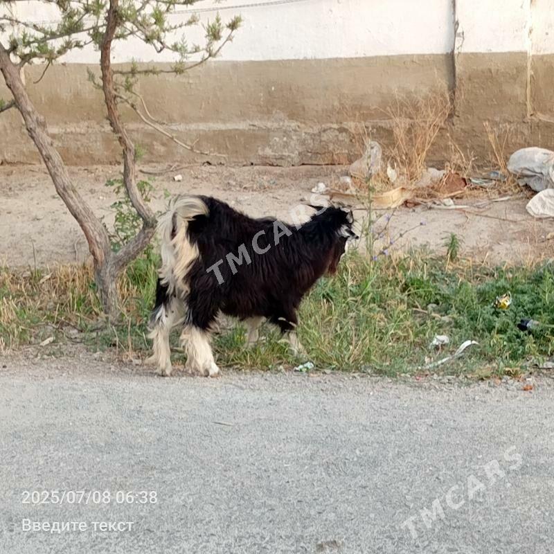 Çewiş - Гёкдепе - img 1