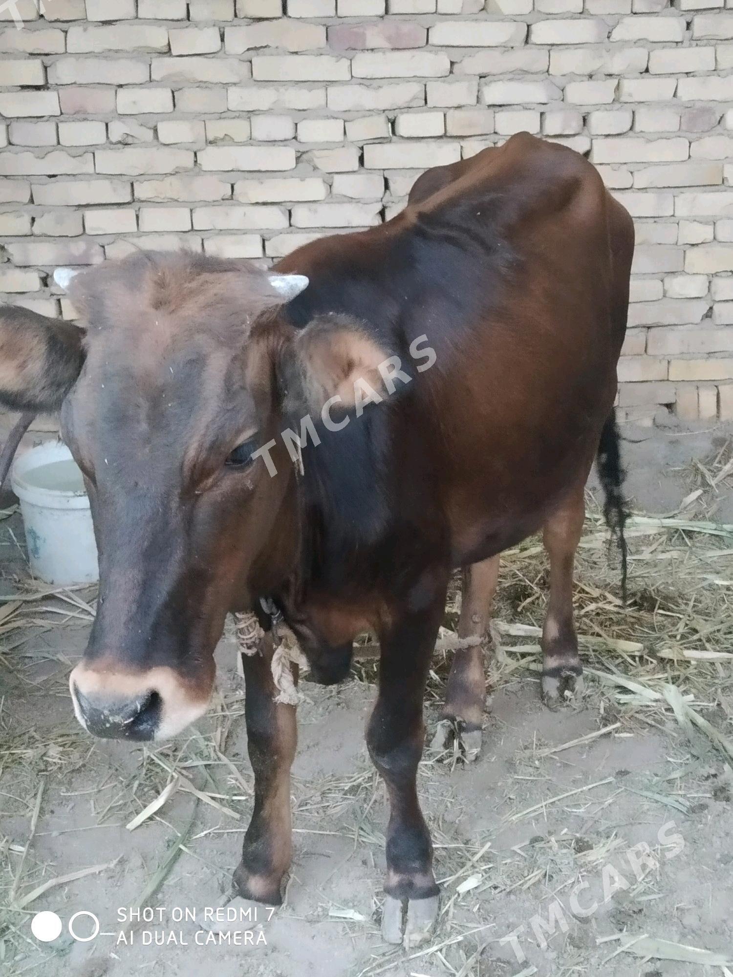 unajyn - Çärjew - img 1