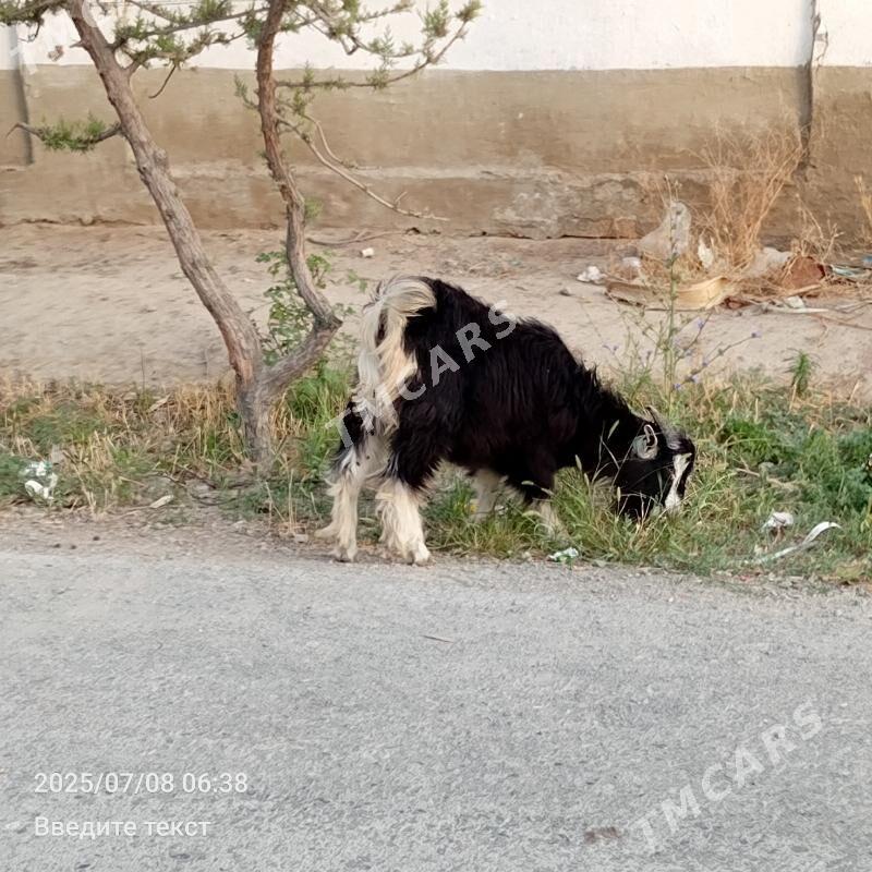 Çewiş - Гёкдепе - img 2