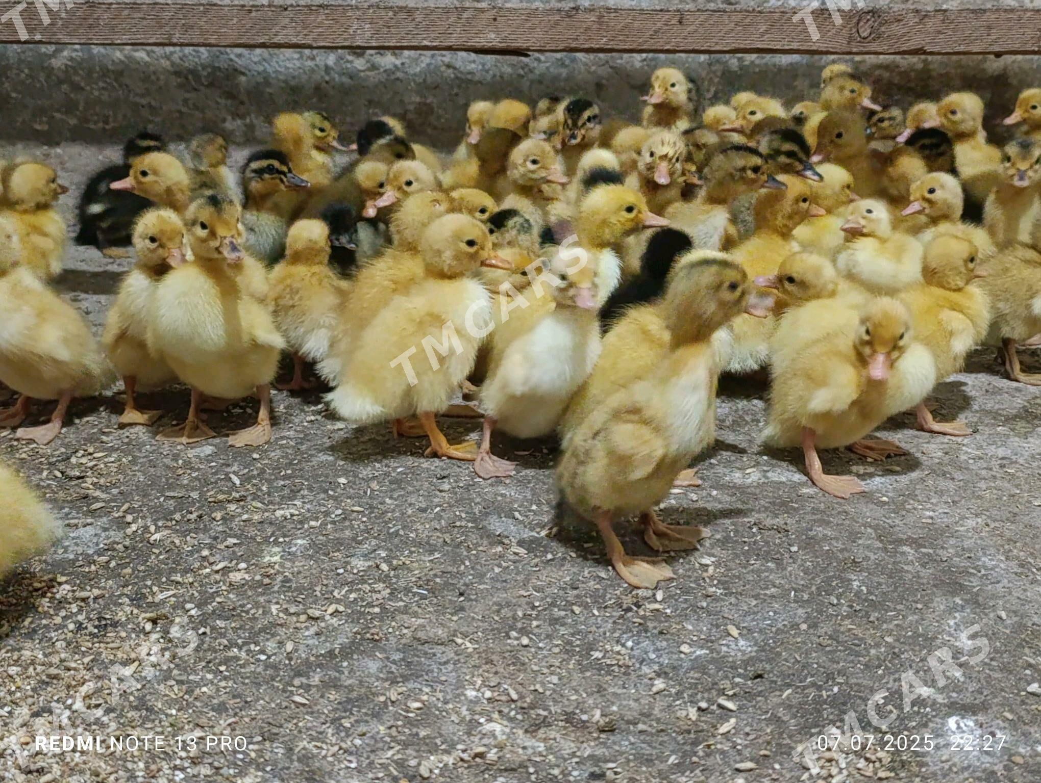 Pekin Ördek jüýjeleri - Гёкдепе - img 3