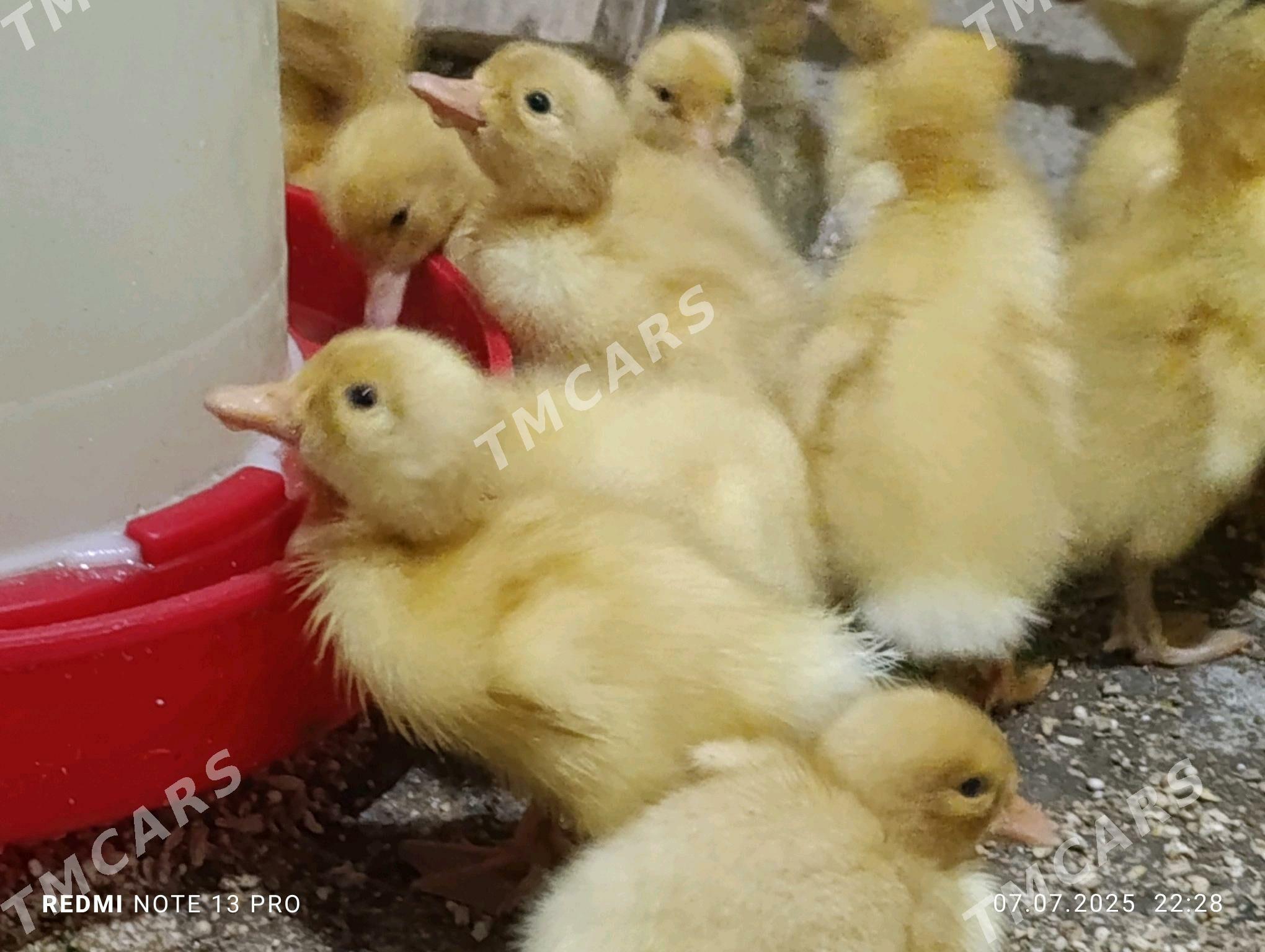 Pekin Ördek jüýjeleri - Гёкдепе - img 4