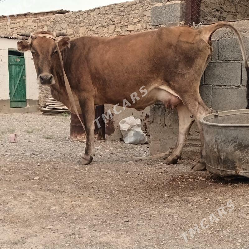 Tohum goleli sygyr - Gyzylarbat - img 2