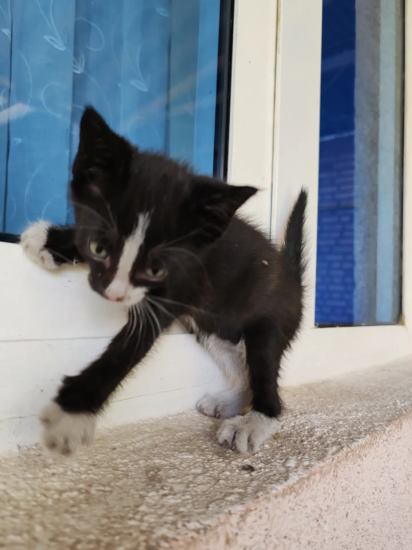 котенок - Мары - img 2