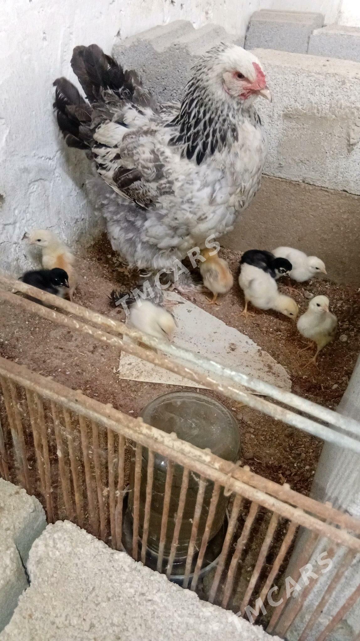 brama kürük towuk - Bäherden - img 2