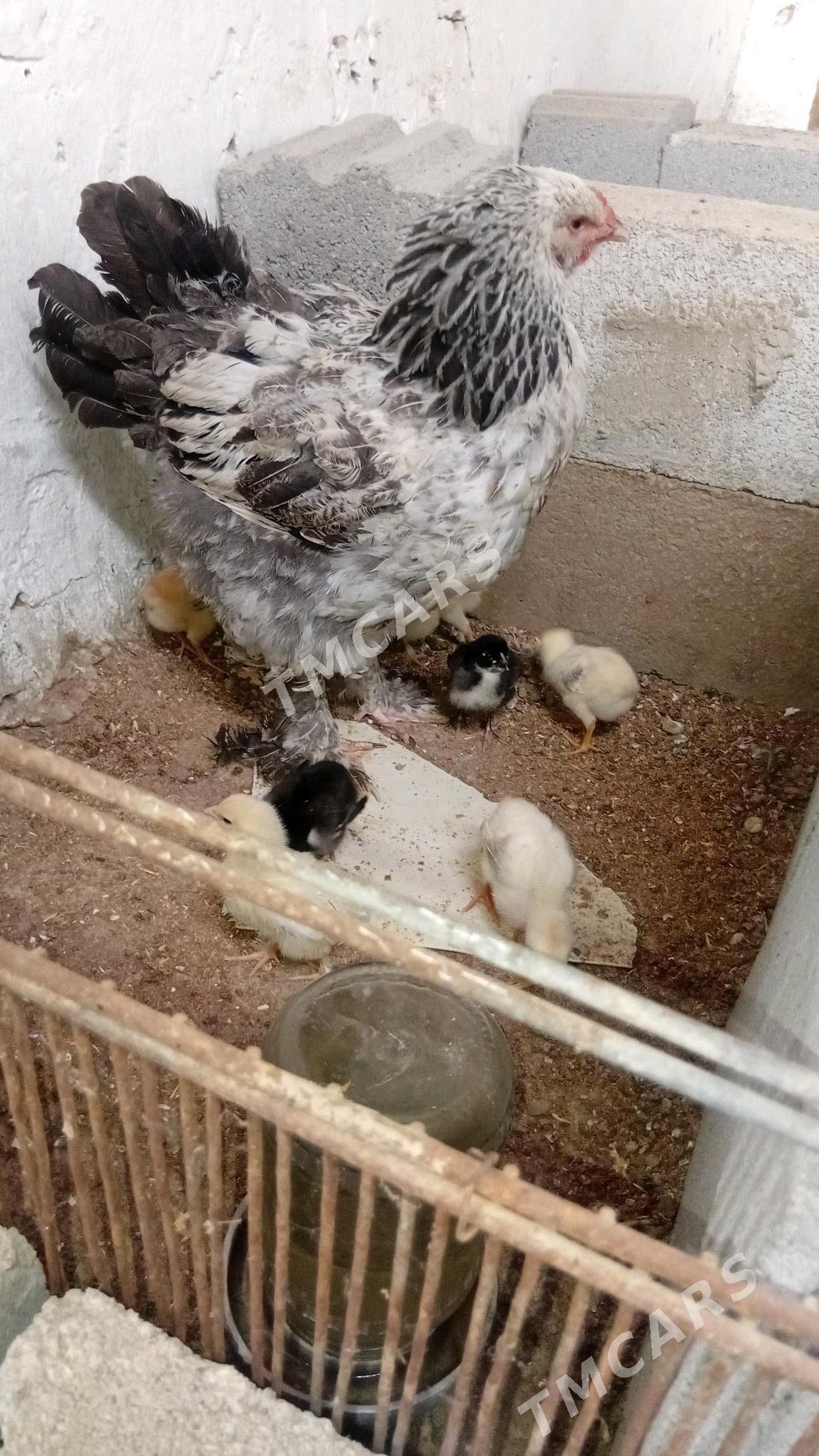 brama kürük towuk - Bäherden - img 3