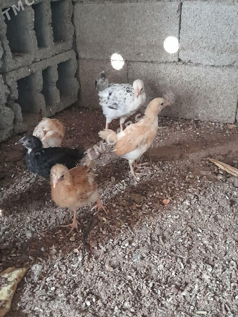 juyje - Çoganly - img 2