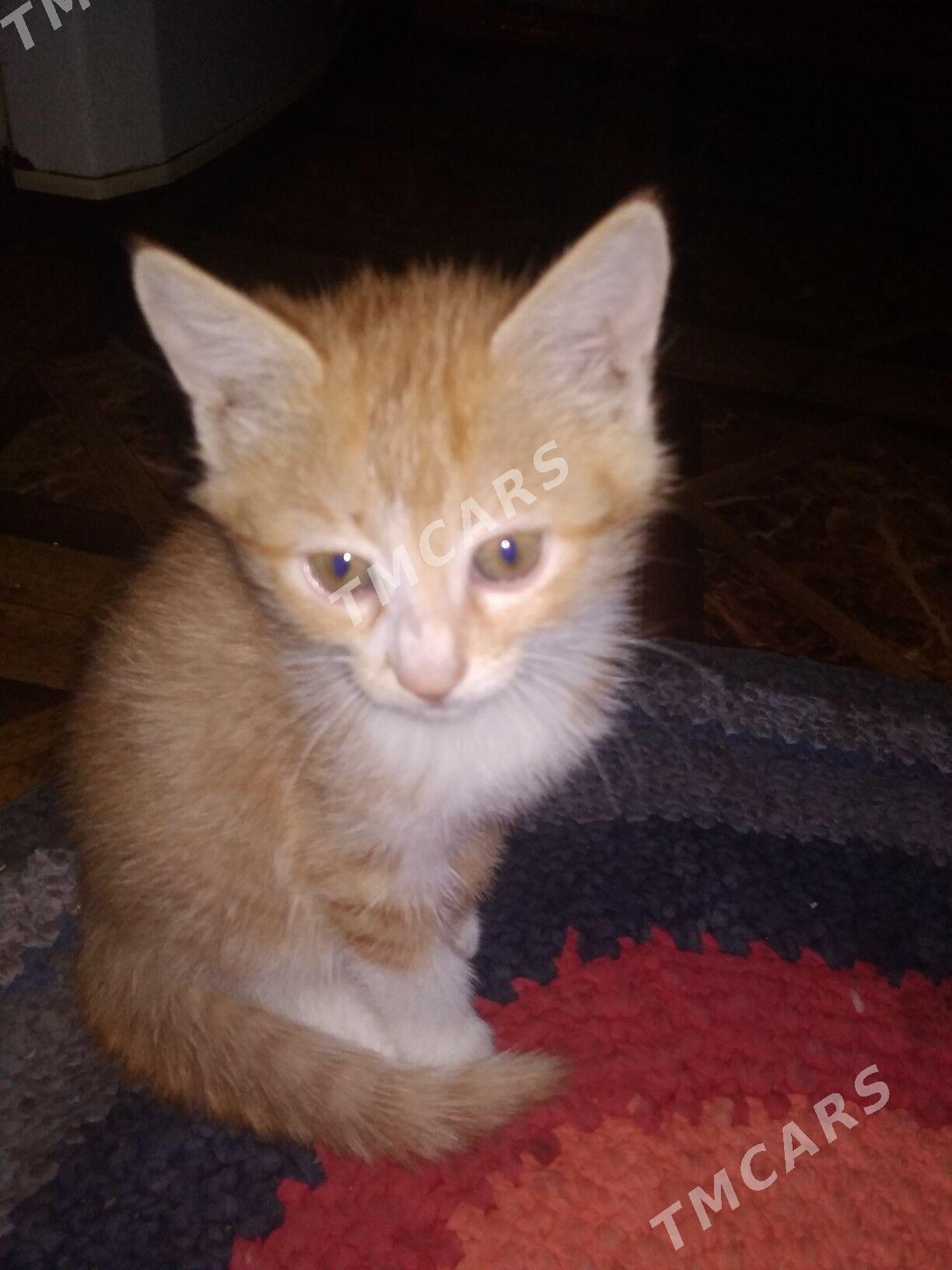 Рыжий котенок!!! - Дашогуз - img 2