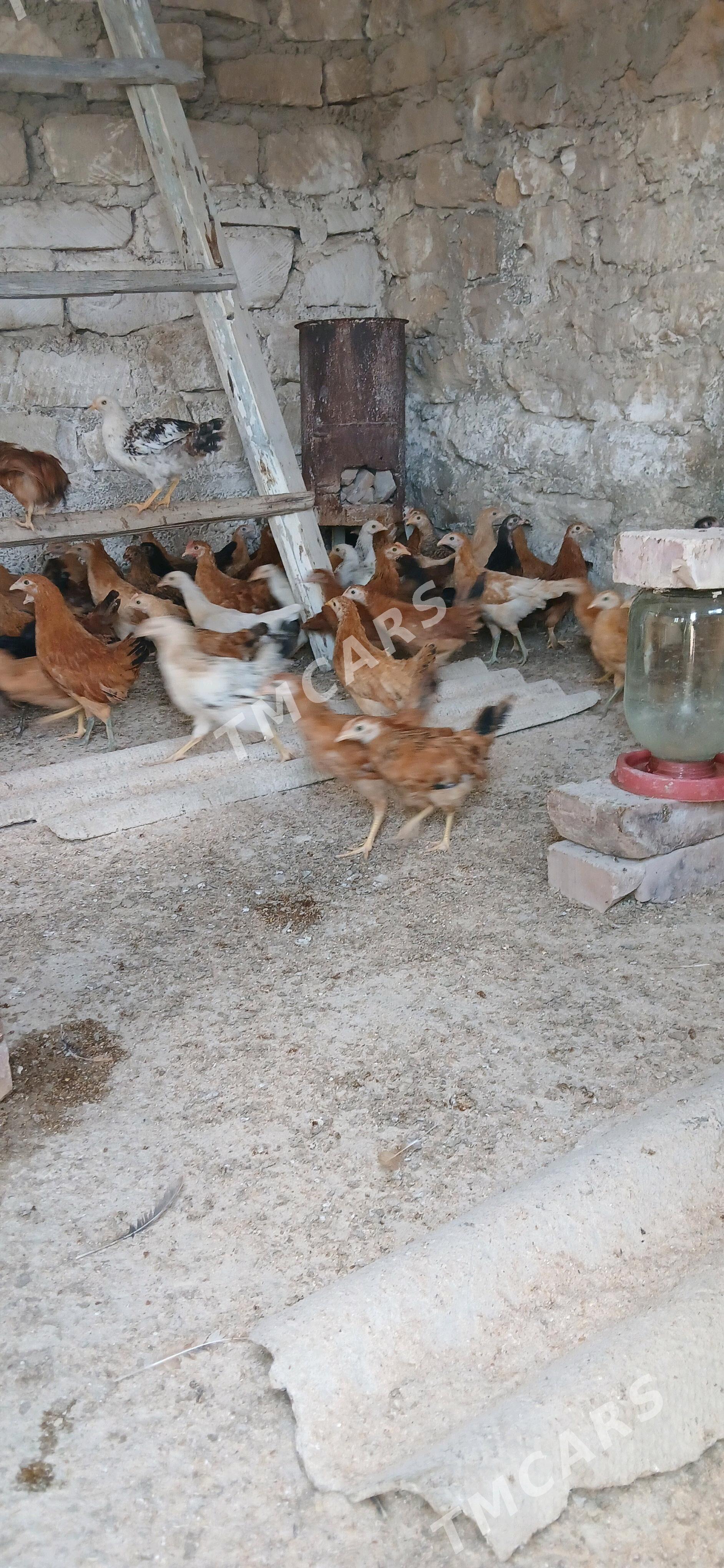turkmen juyje - Gumdag - img 2