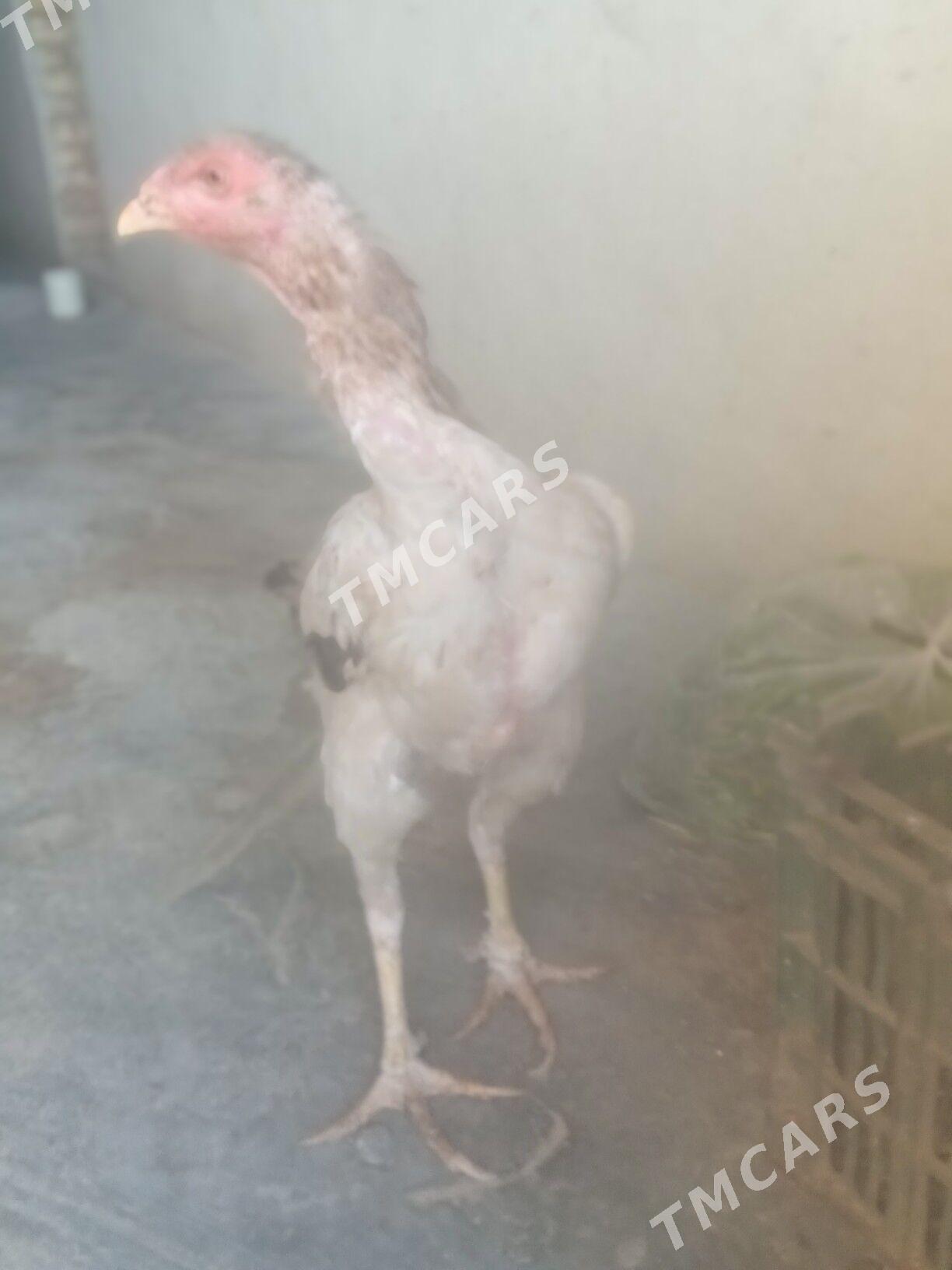 baysow towuk - Farap - img 2