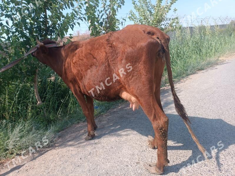 Goleli sygyr - Türkmenabat - img 2