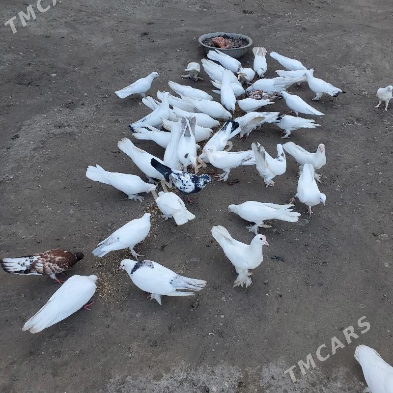 Kepderi Голуби - Бузмеин - img 2