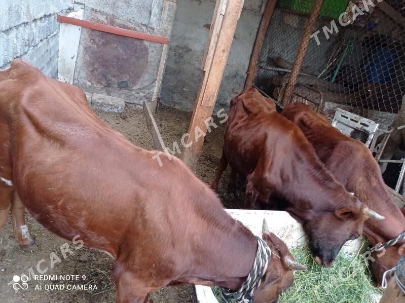 3 sany öküz - Aşgabat - img 3
